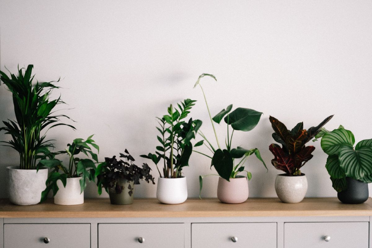 Assorted Houseplants